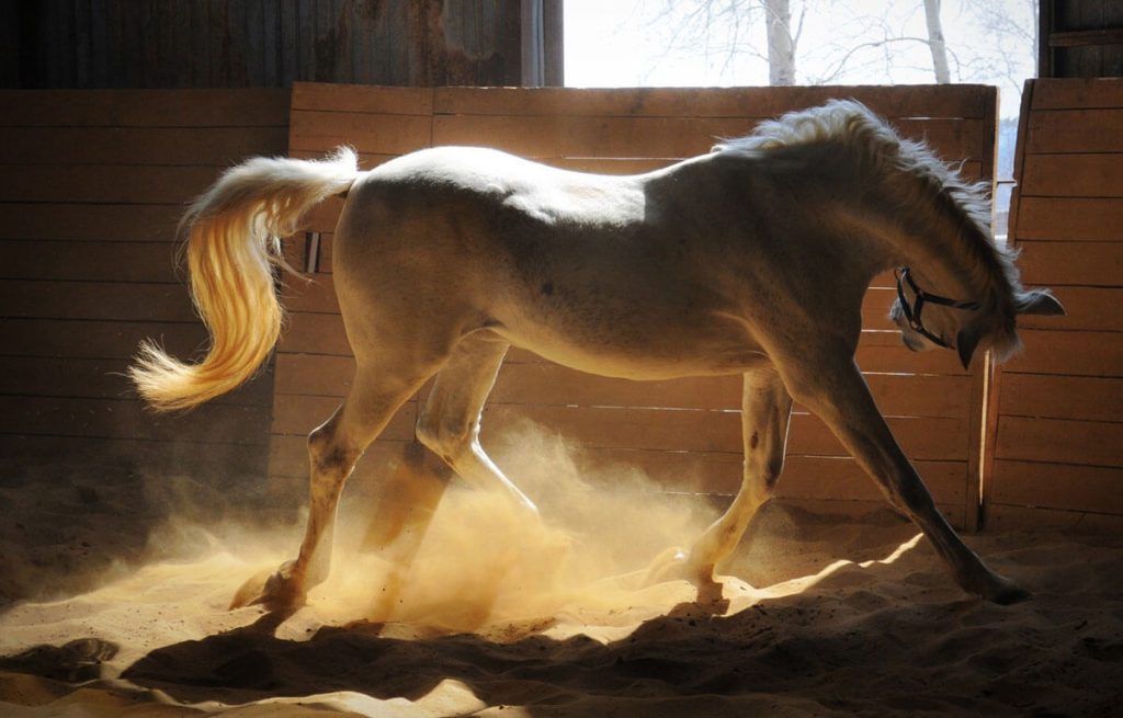 horse-02