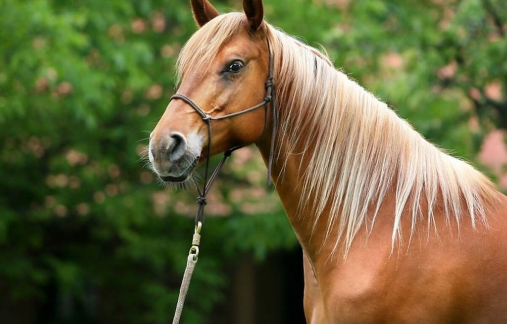 horse-03