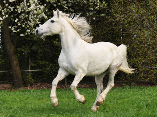 horse-06