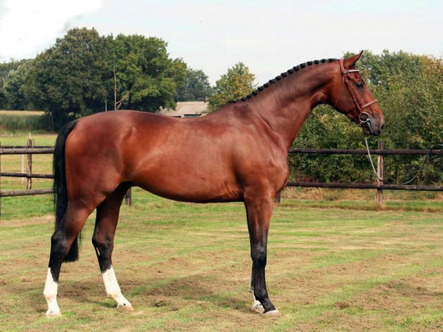 horse-07