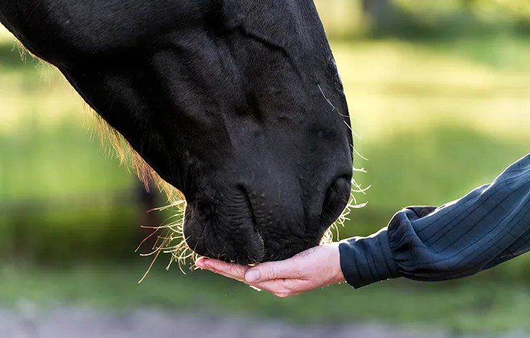 1_Animal_Communication_shutterstock_2432046801