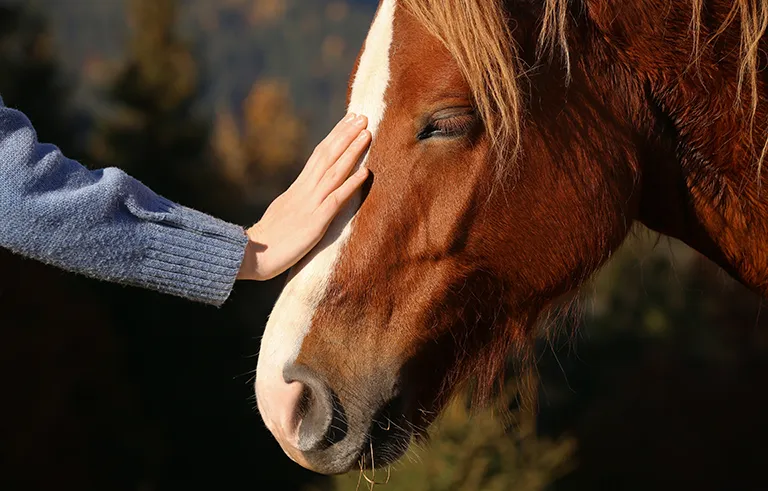 3_Hands_On horses_for_adults_shutterstock_2081887123