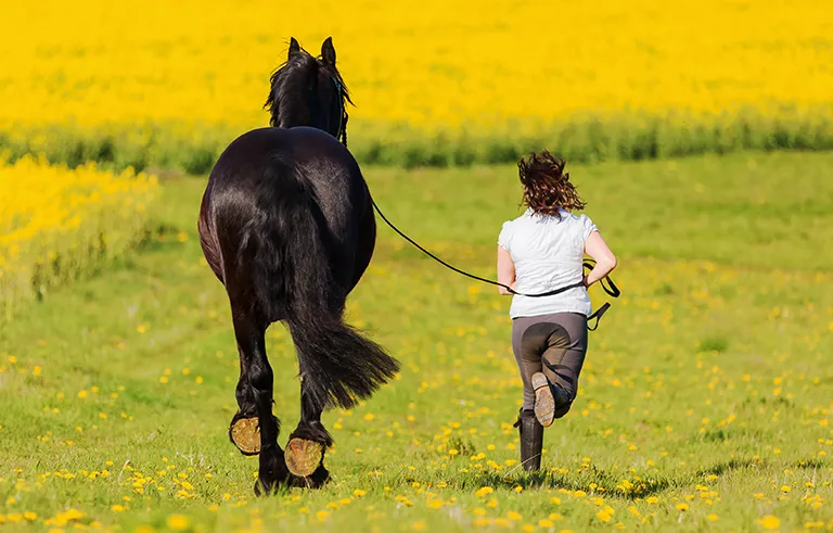 4_Horse_training_shutterstock_640500934